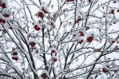 Омск