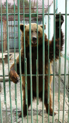 Медведь в Омске Медведь в Омске